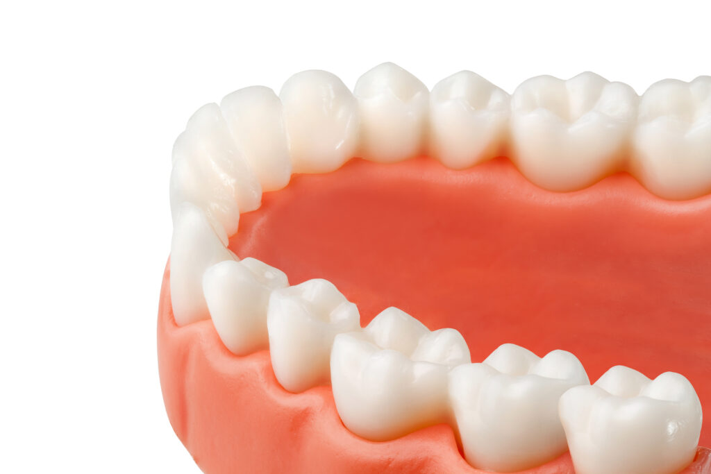 白くてきれいな歯の模型