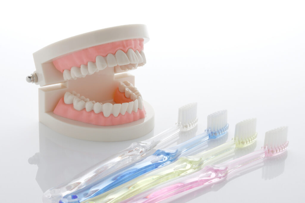 歯ブラシセットと歯の模型